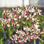 Dendrobium Tommy Splash 3-5 % Dendrobium Tommy Splash 3-5 %